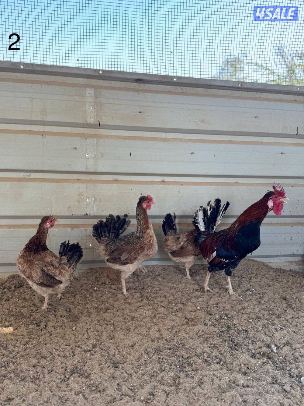 مجاميع عربي قديم1