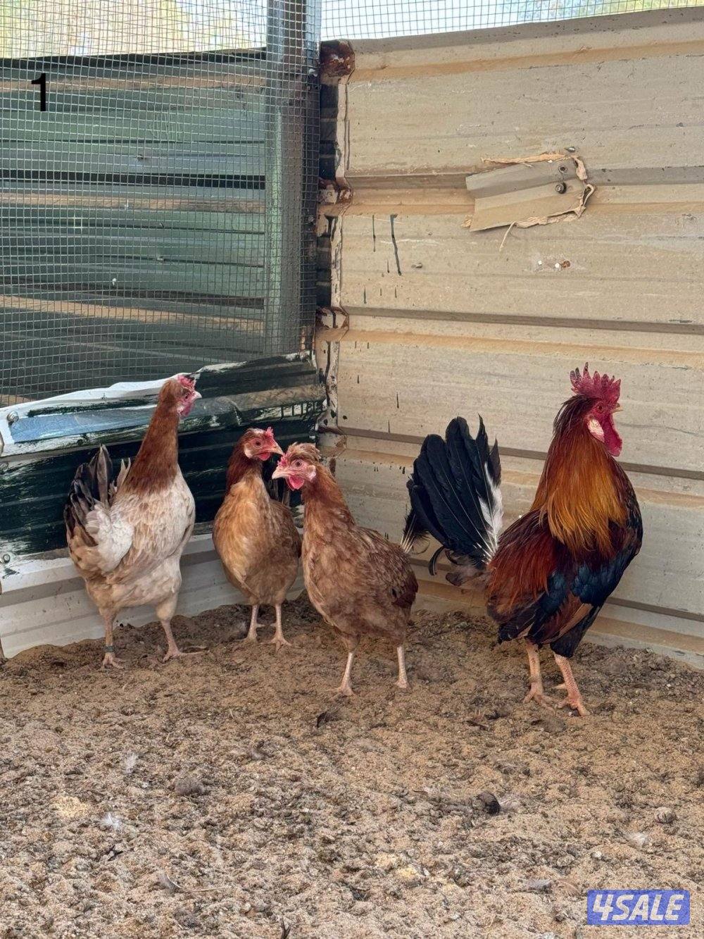 مجاميع عربي قديم2