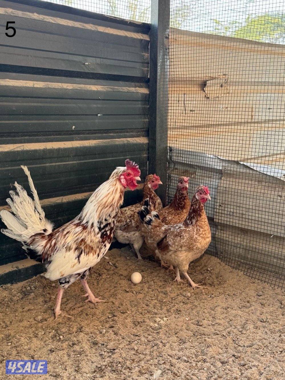 مجاميع عربي قديم3