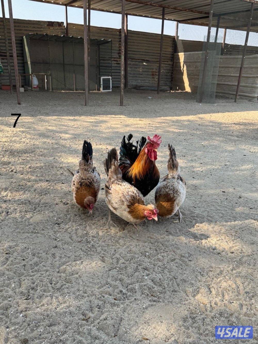 مجاميع عربي قديم4