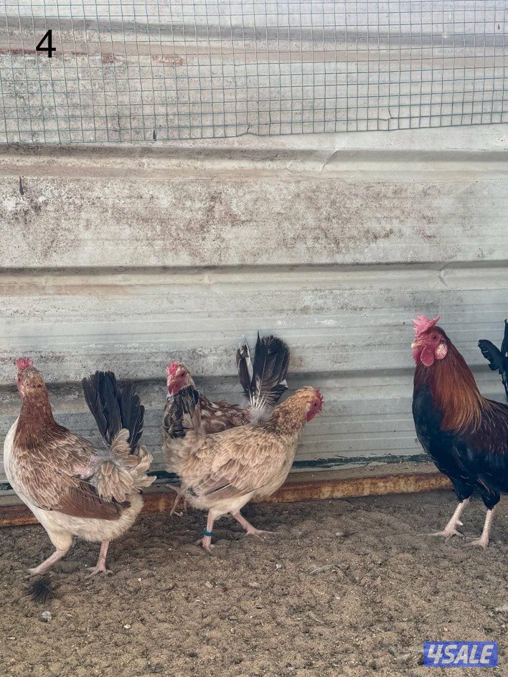 مجاميع عربي قديم5