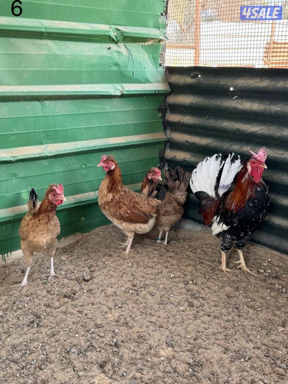 مجاميع عربي قديم6