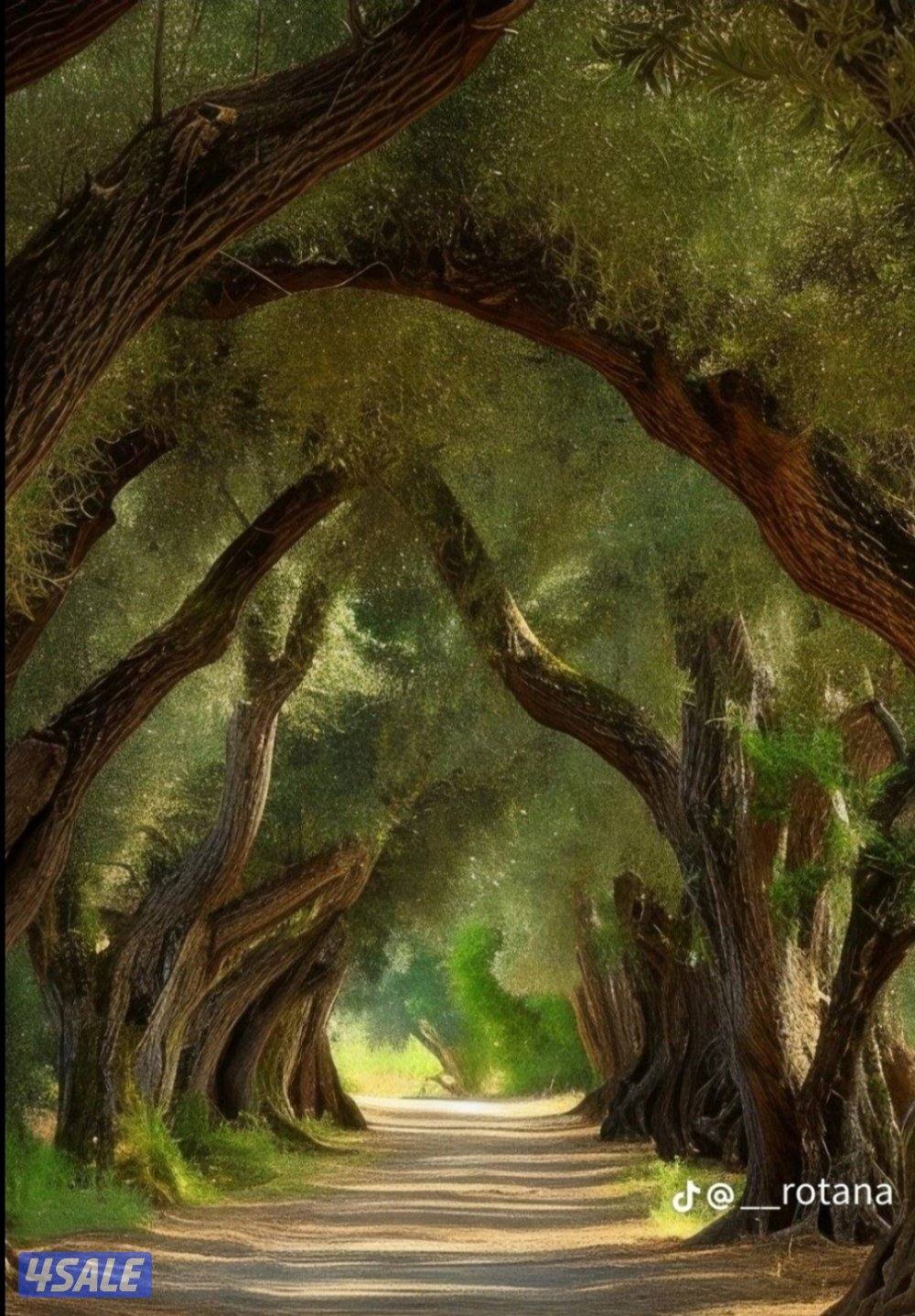 ابحث عن عمل سواق جميع انواع السيارات عادي أو اوتوماتيك0