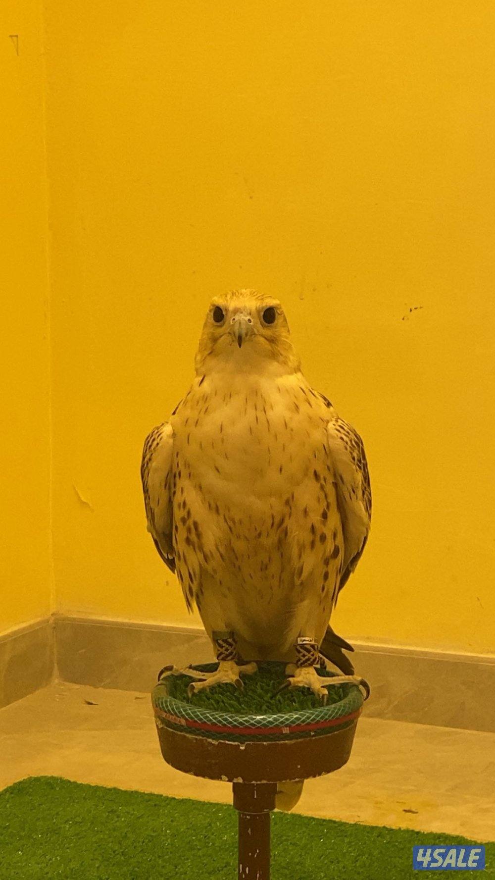 للبيع مغتر0