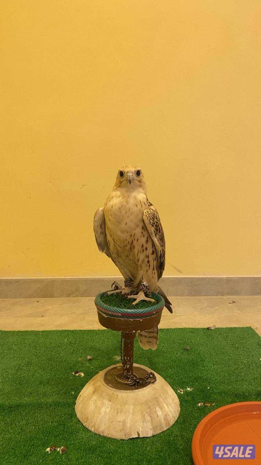 للبيع مغتر1