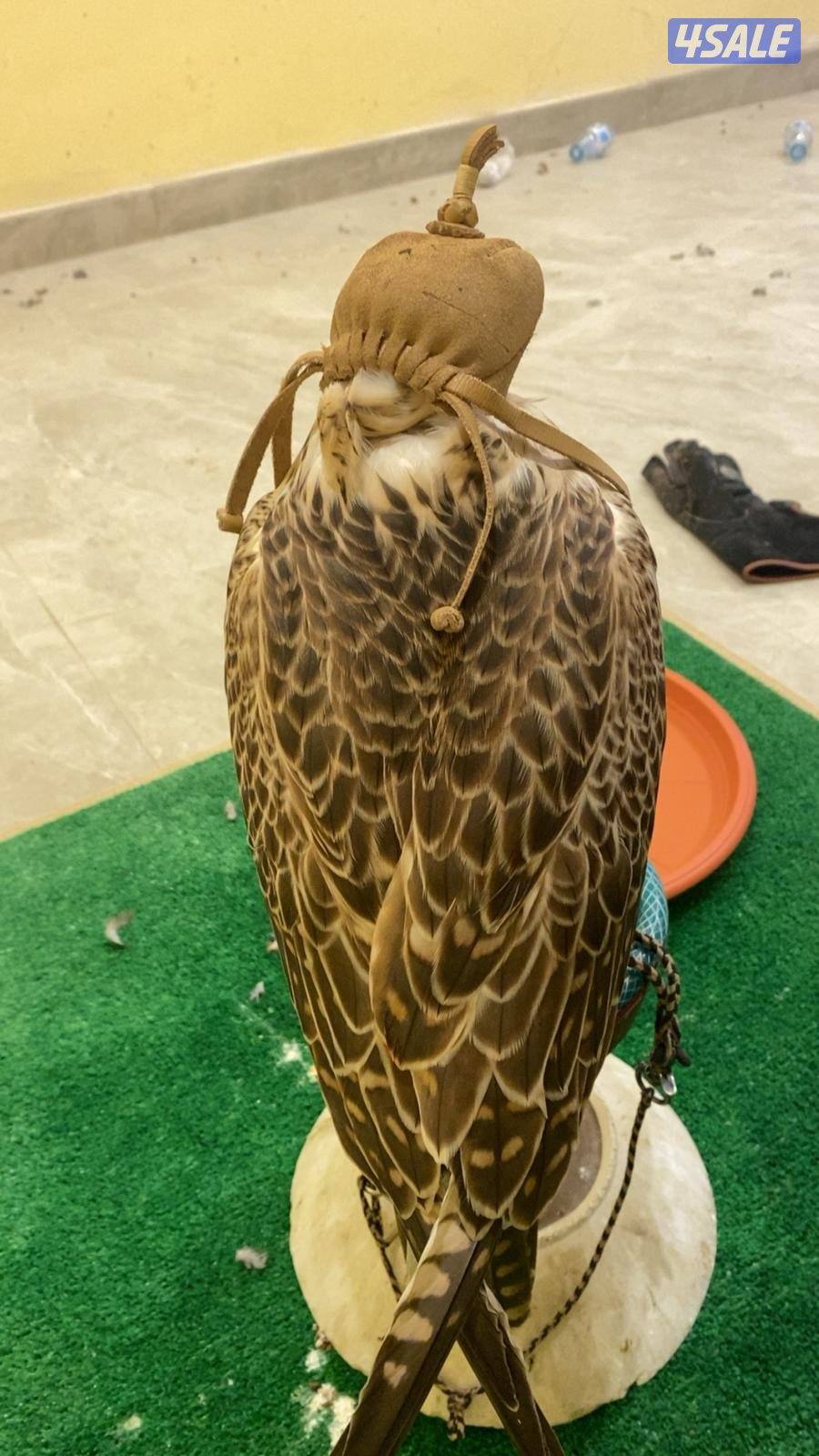 للبيع مغتر2