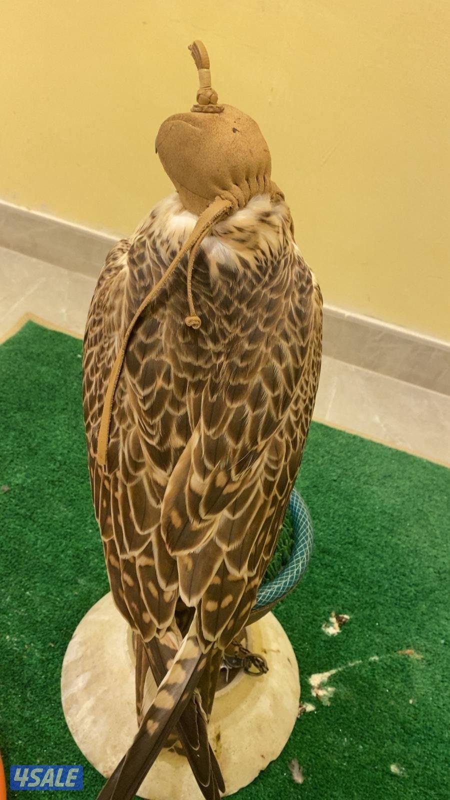 للبيع مغتر3