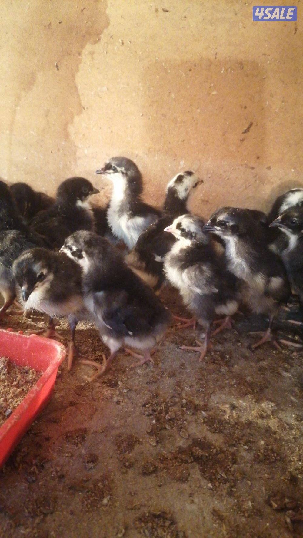 للبيع فروخ دجاج عقارب0