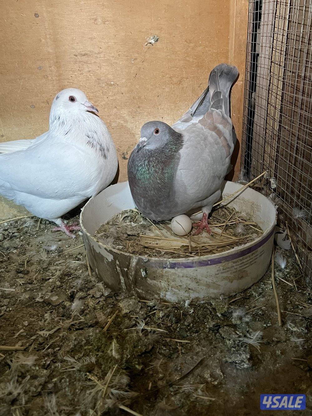 ازواج حمام تاكسن1