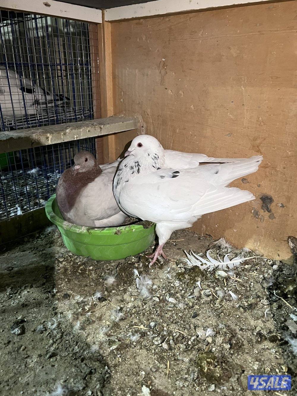 ازواج حمام تاكسن2