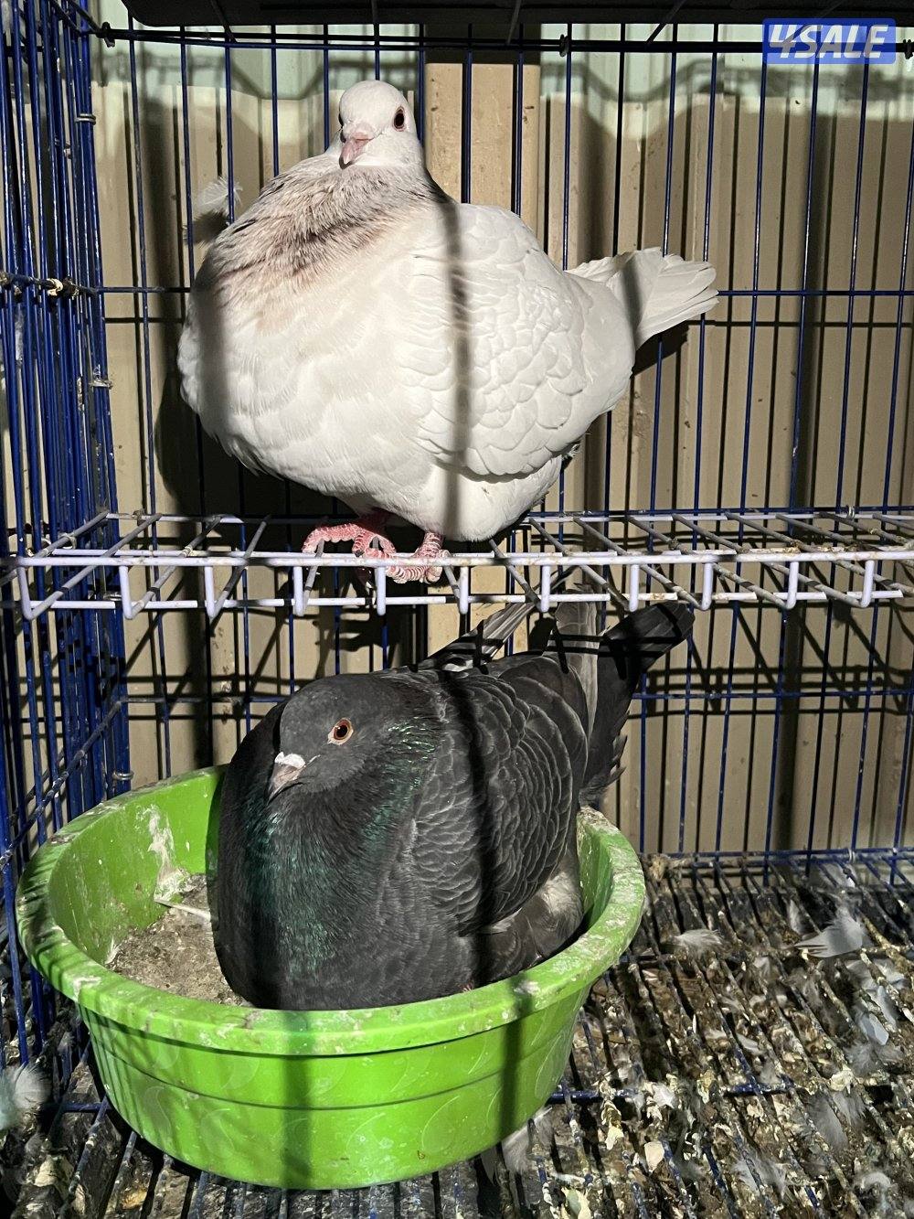 ازواج حمام تاكسن3