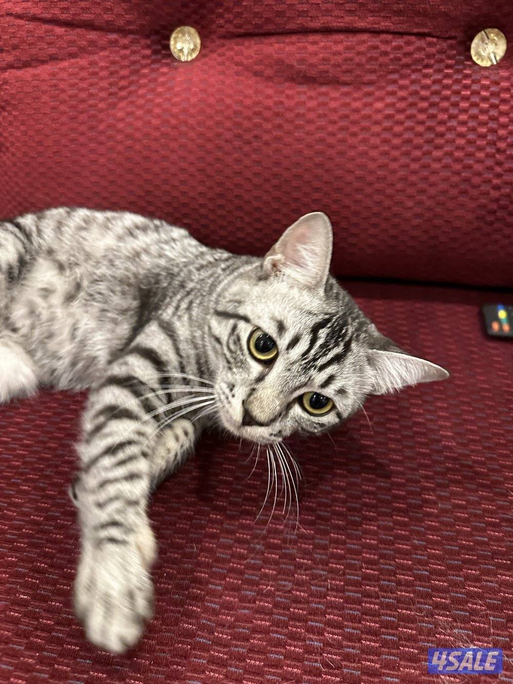 Melo - maine coon british mix0