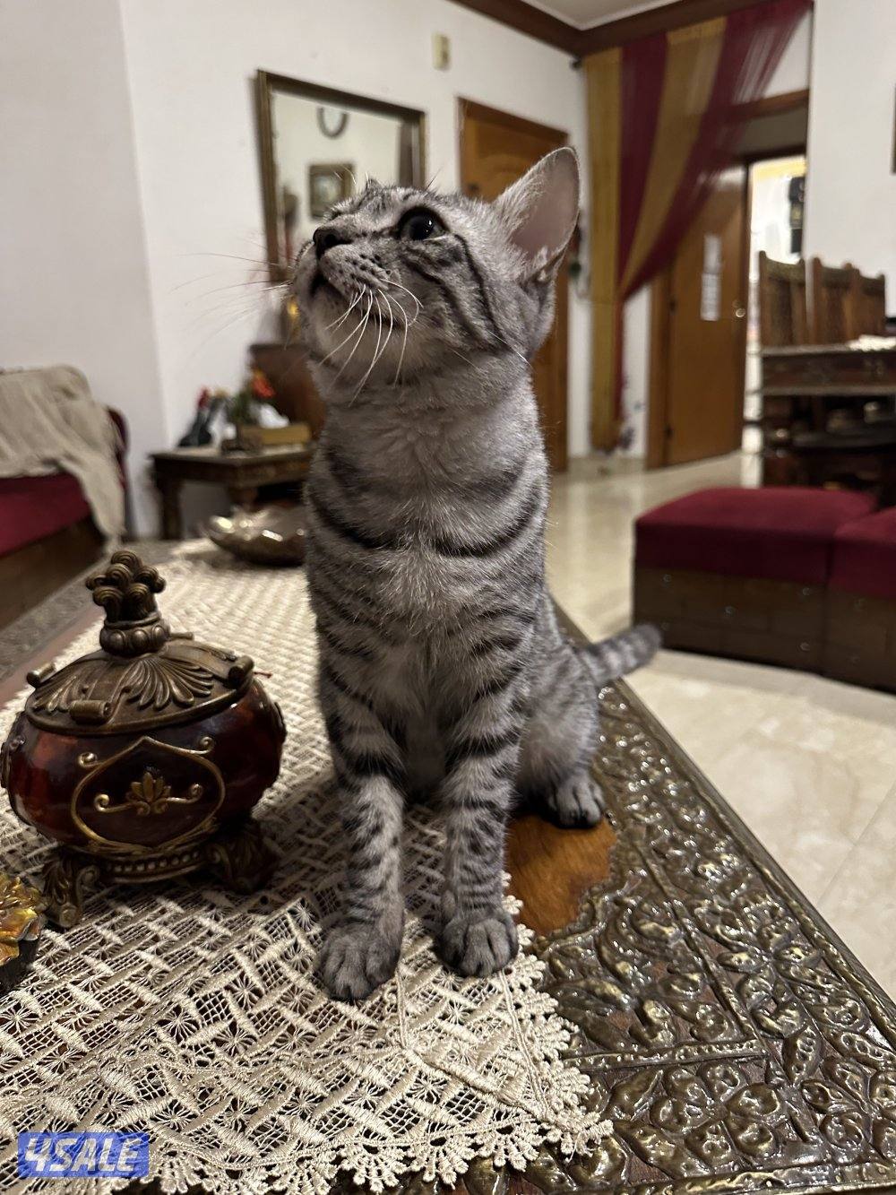 Melo - maine coon british mix1