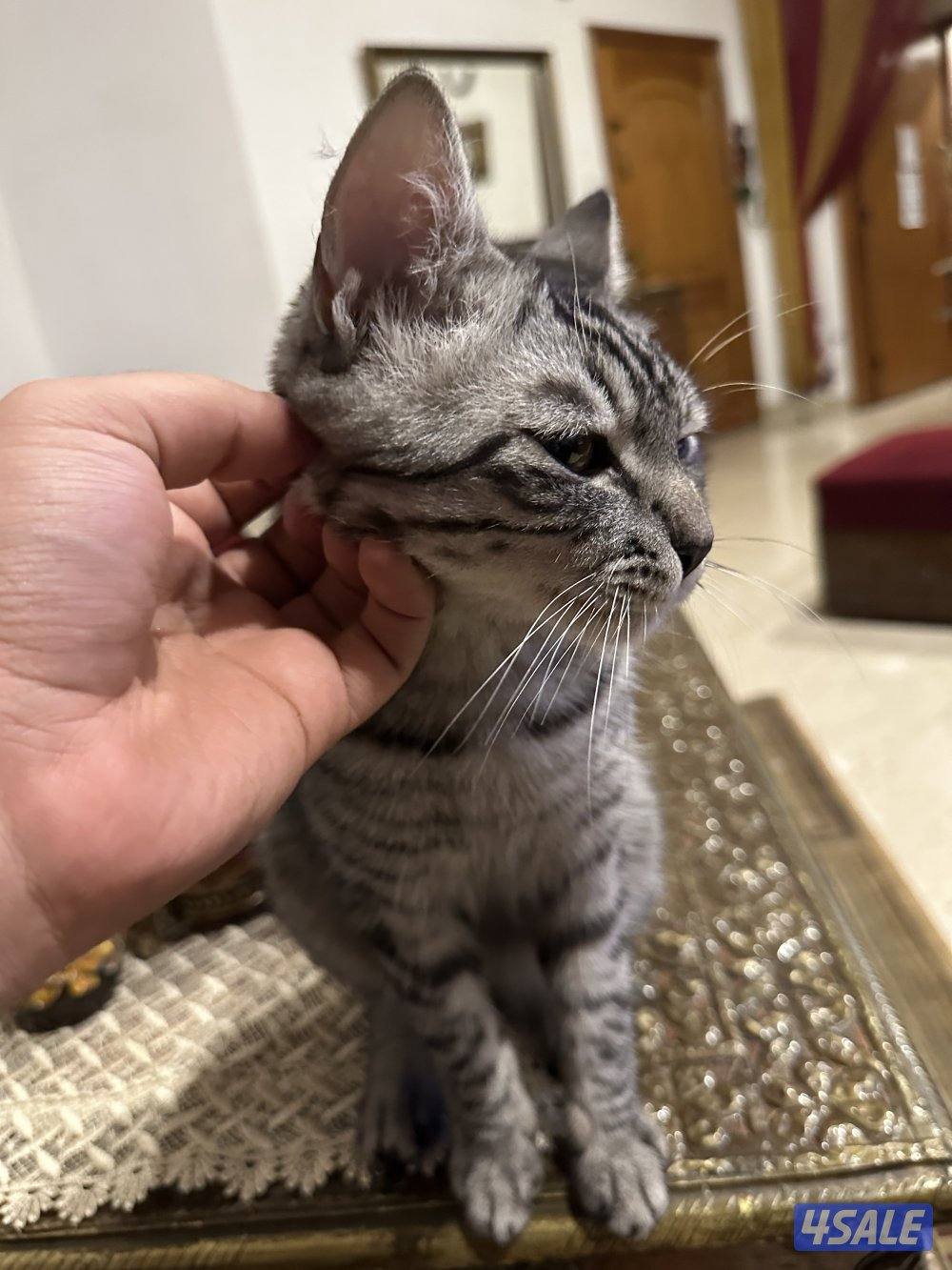 Melo - maine coon british mix2