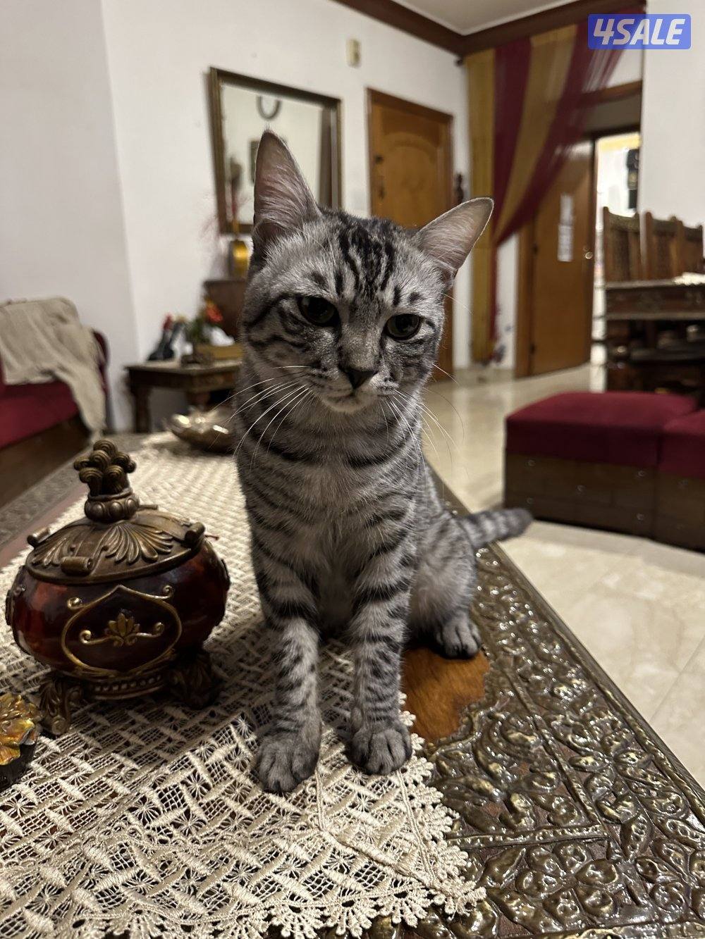 Melo - maine coon british mix3