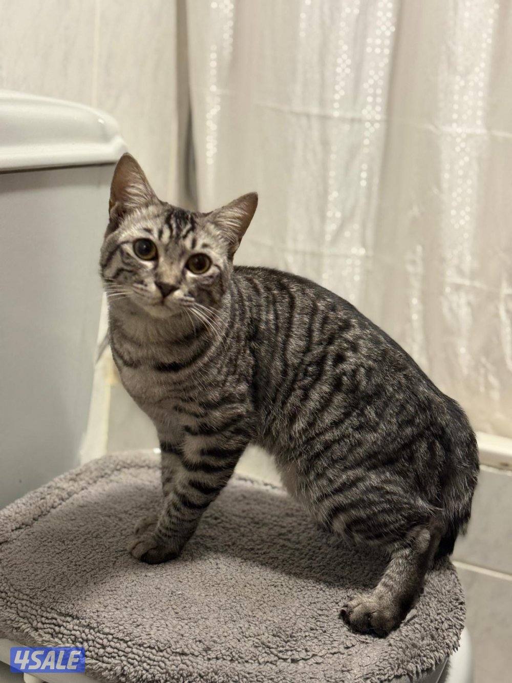 Melo - maine coon british mix5