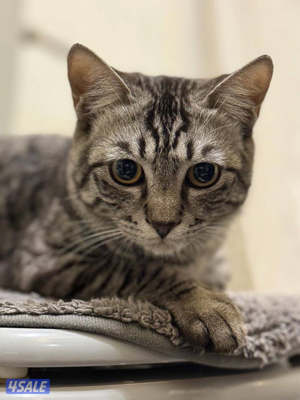 Melo - maine coon british mix4