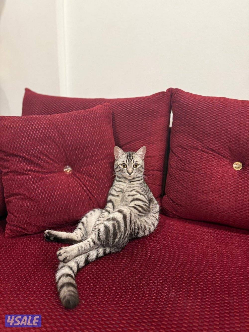 Melo - maine coon british mix6