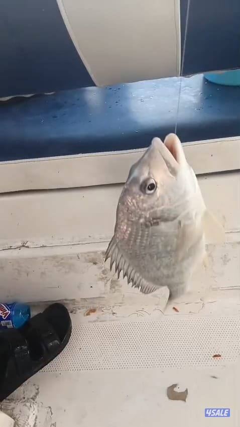 ايجار قوارب صيد حداق ايجار قارب رحلات بحرية1