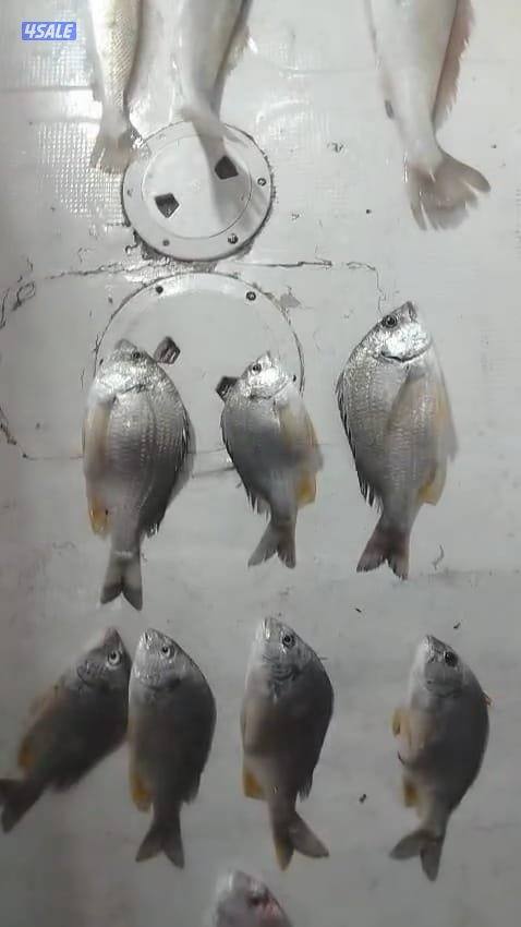 ايجار قوارب صيد حداق ايجار قارب رحلات بحرية5