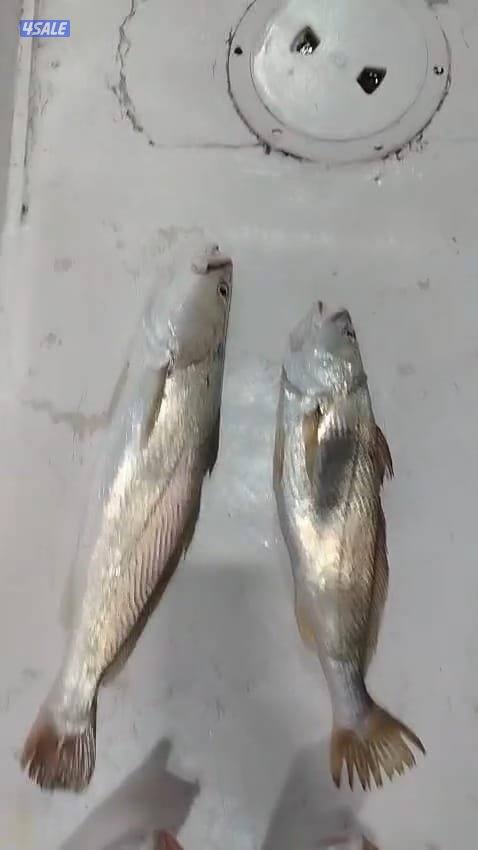 ايجار قوارب صيد حداق ايجار قارب رحلات بحرية10