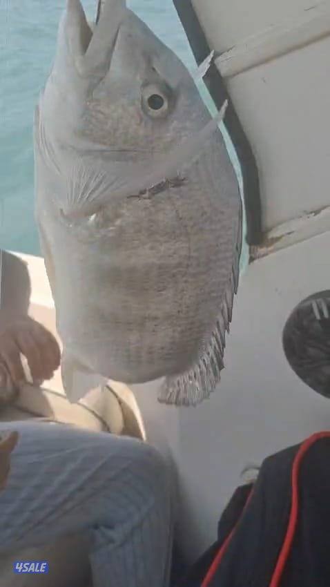 ايجار قوارب صيد حداق ايجار قارب رحلات بحرية9