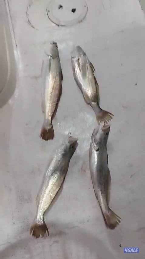 ايجار قوارب صيد حداق ايجار قارب رحلات بحرية13