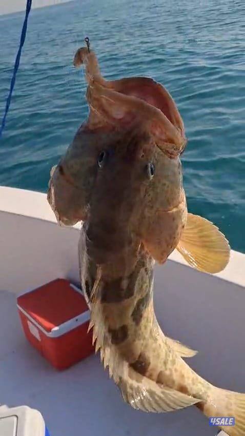 ايجار قوارب صيد حداق ايجار قارب رحلات بحرية12