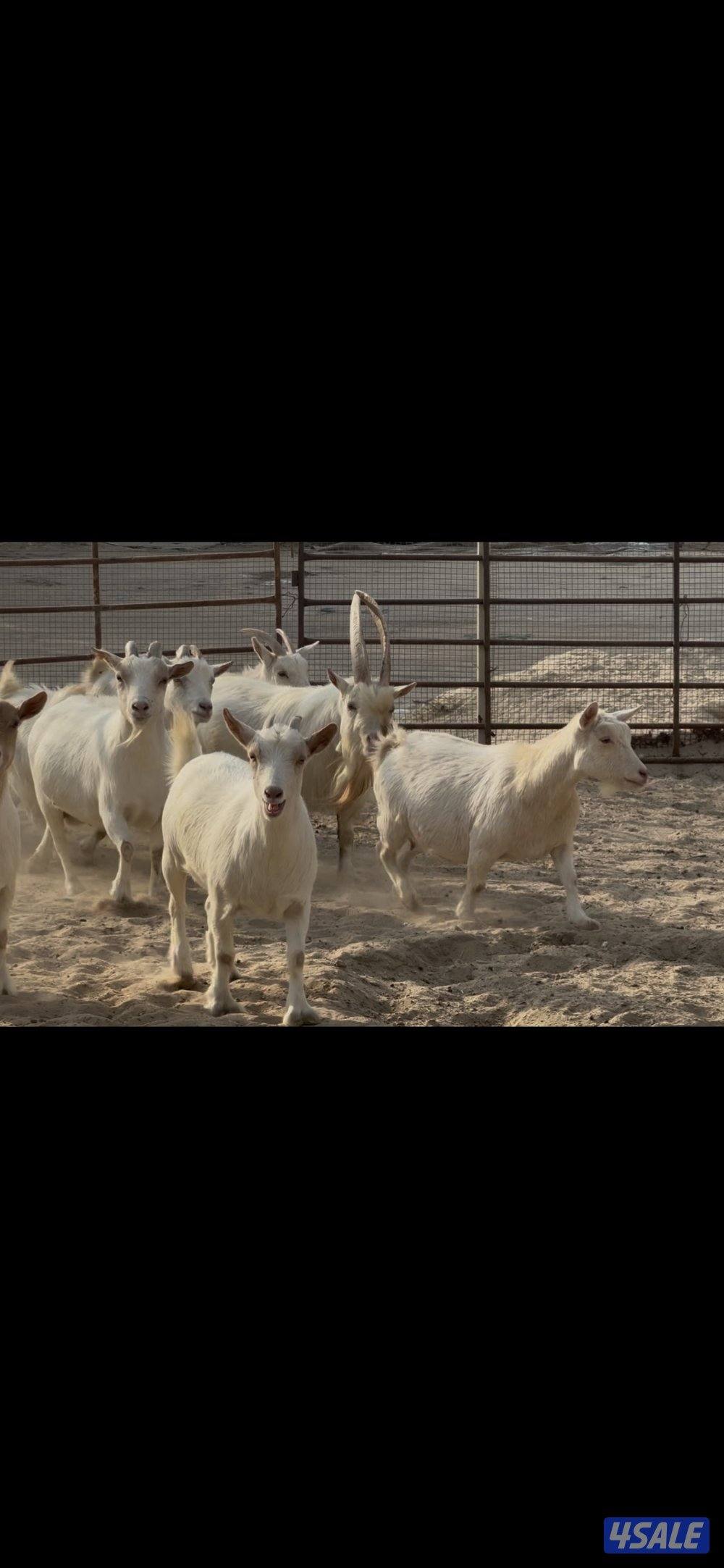 جيكيات بيض وحلون مع فحل1