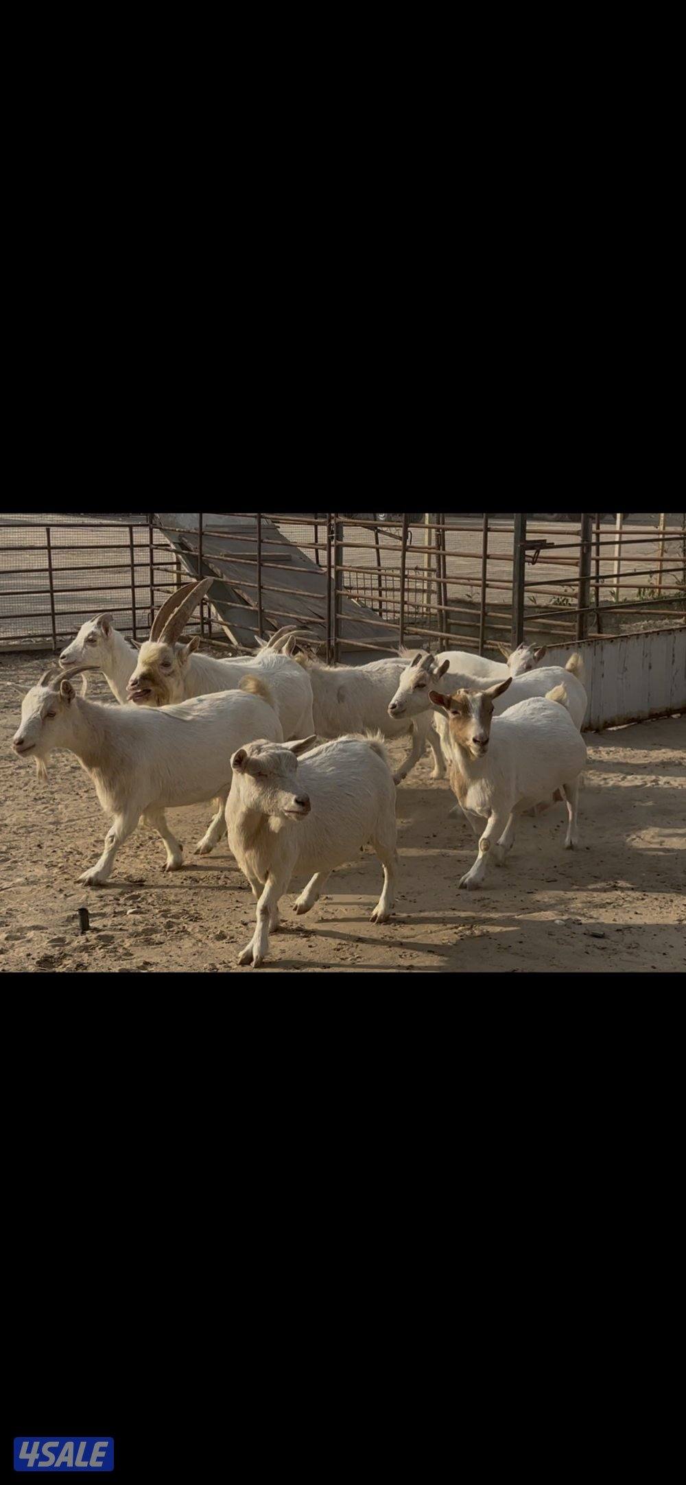 جيكيات بيض وحلون مع فحل2