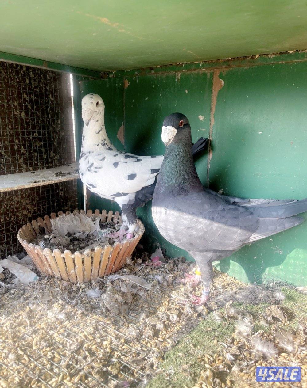 همر خوارج زوج طيبين الله يبارك بلي يخذهم الفحل الاسود ٢٠٢٣ النثيه٢٠٢١0