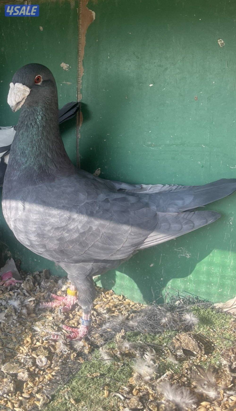 همر خوارج زوج طيبين الله يبارك بلي يخذهم الفحل الاسود ٢٠٢٣ النثيه٢٠٢١1