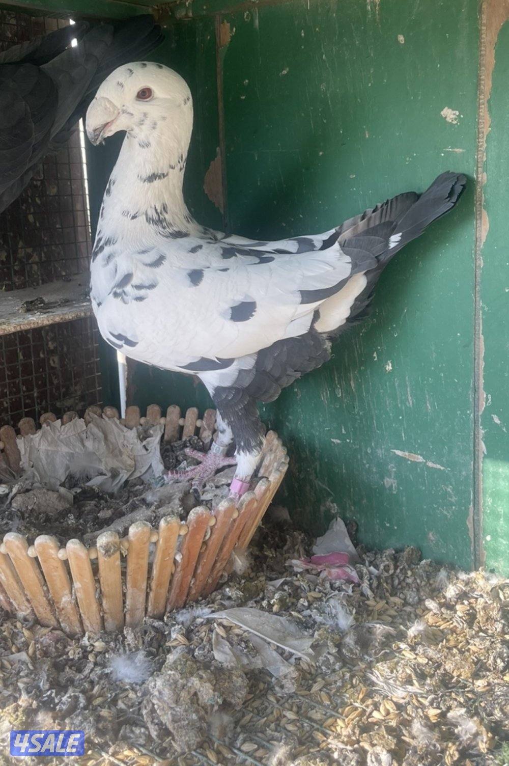 همر خوارج زوج طيبين الله يبارك بلي يخذهم الفحل الاسود ٢٠٢٣ النثيه٢٠٢١2