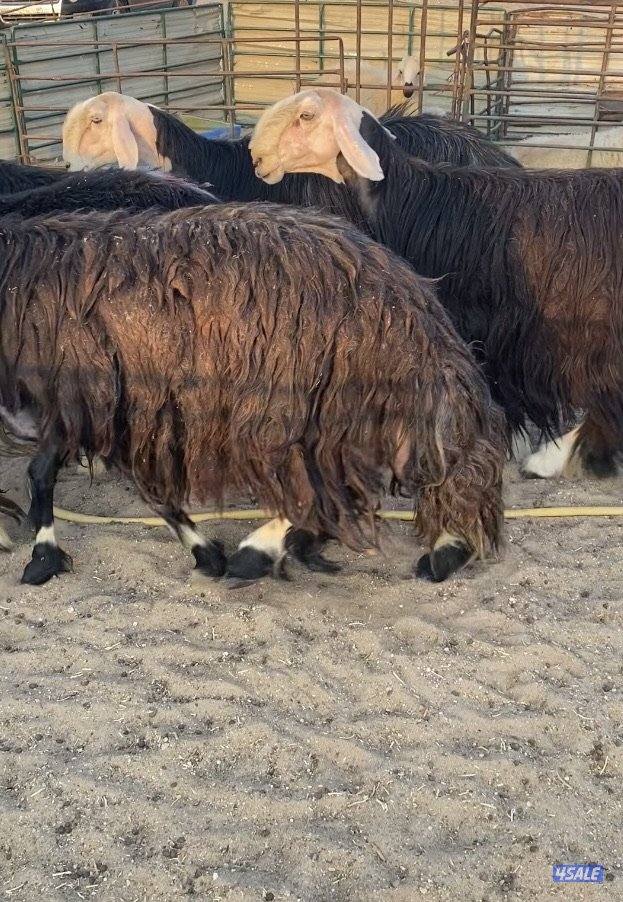 16نجد صنف فاخرة مع الفحل خصم فيهم7سونار والباقي توة مقرعة منوة الجناي3