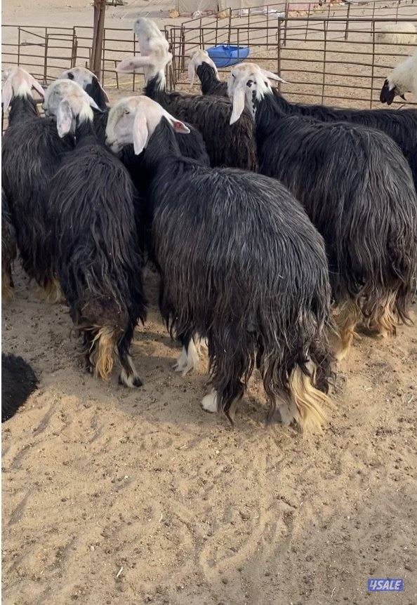 16نجد صنف فاخرة مع الفحل خصم فيهم7سونار والباقي توة مقرعة منوة الجناي4