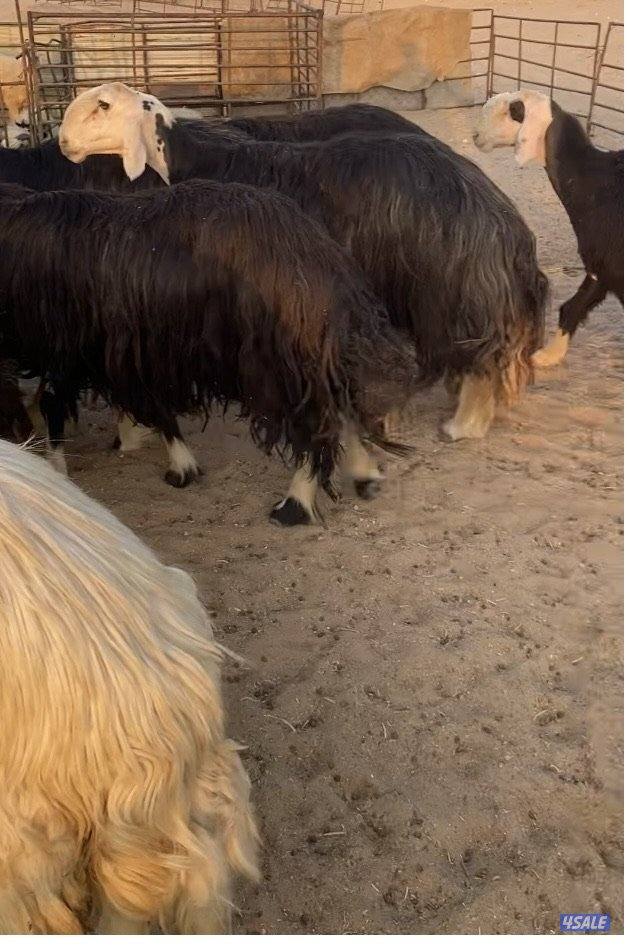 16نجد صنف فاخرة مع الفحل خصم فيهم7سونار والباقي توة مقرعة منوة الجناي5