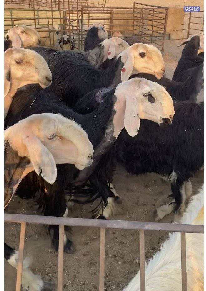 16نجد صنف فاخرة مع الفحل خصم فيهم7سونار والباقي توة مقرعة منوة الجناي6