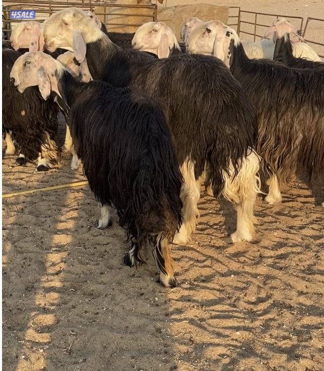 16نجد صنف فاخرة مع الفحل خصم فيهم7سونار والباقي توة مقرعة منوة الجناي2