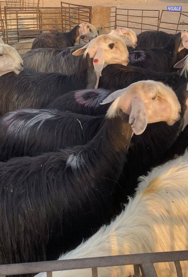 16نجد صنف فاخرة مع الفحل خصم فيهم7سونار والباقي توة مقرعة منوة الجناي8