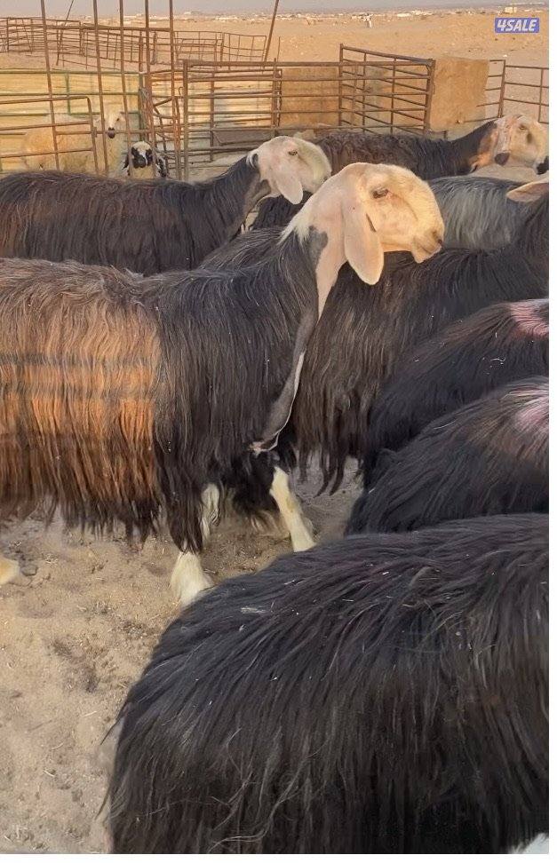 16نجد صنف فاخرة مع الفحل خصم فيهم7سونار والباقي توة مقرعة منوة الجناي9