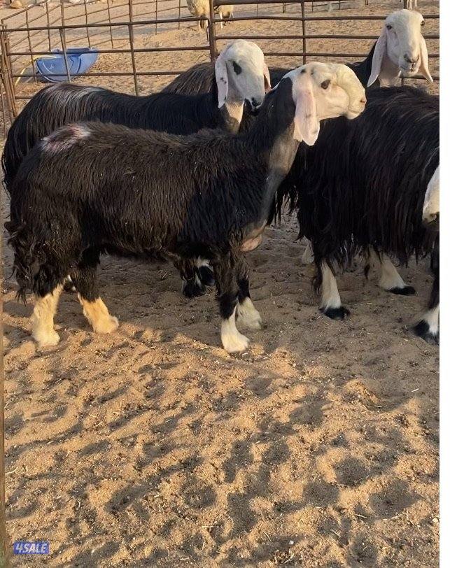 16نجد صنف فاخرة مع الفحل خصم فيهم7سونار والباقي توة مقرعة منوة الجناي10