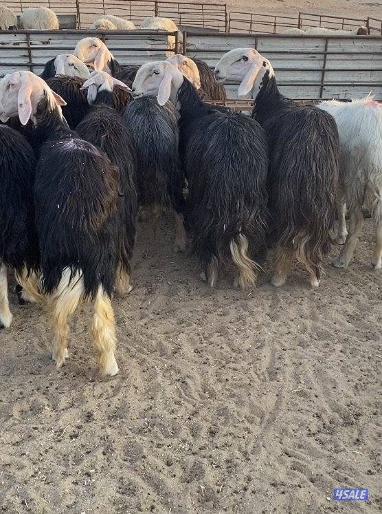 16نجد صنف فاخرة مع الفحل خصم فيهم7سونار والباقي توة مقرعة منوة الجناي11