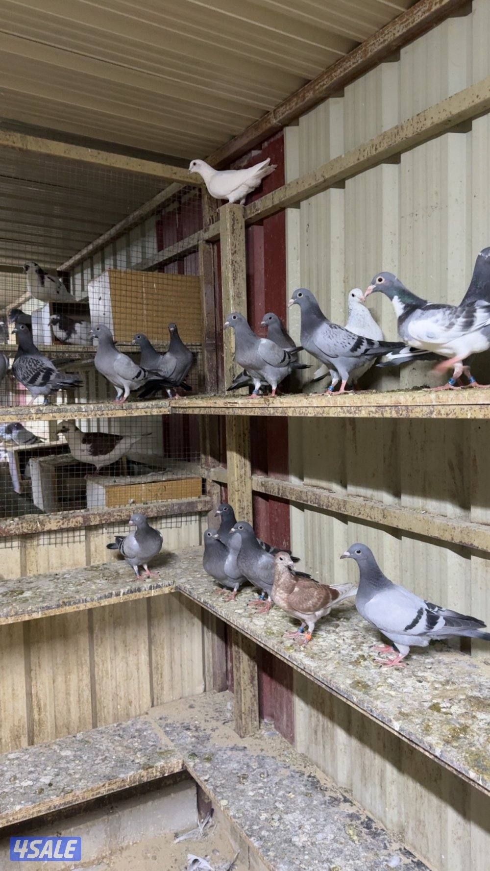 البيع على طبات زاجل و ازواج سباق0