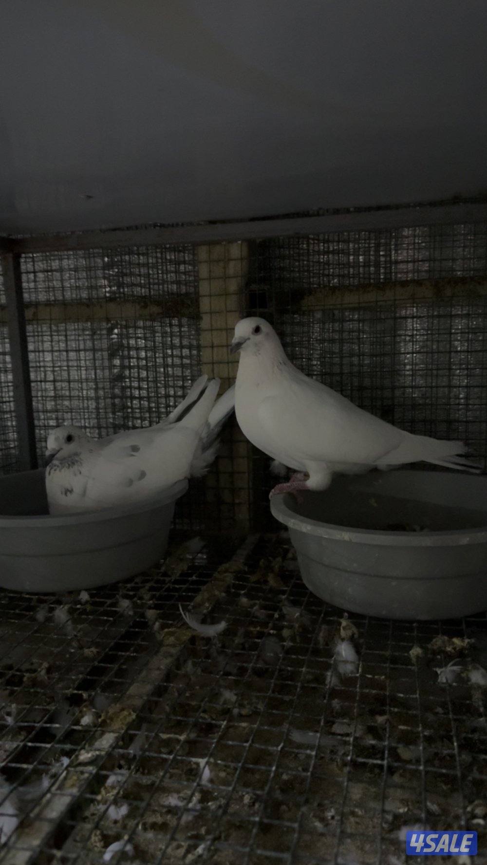 البيع على طبات زاجل و ازواج سباق1