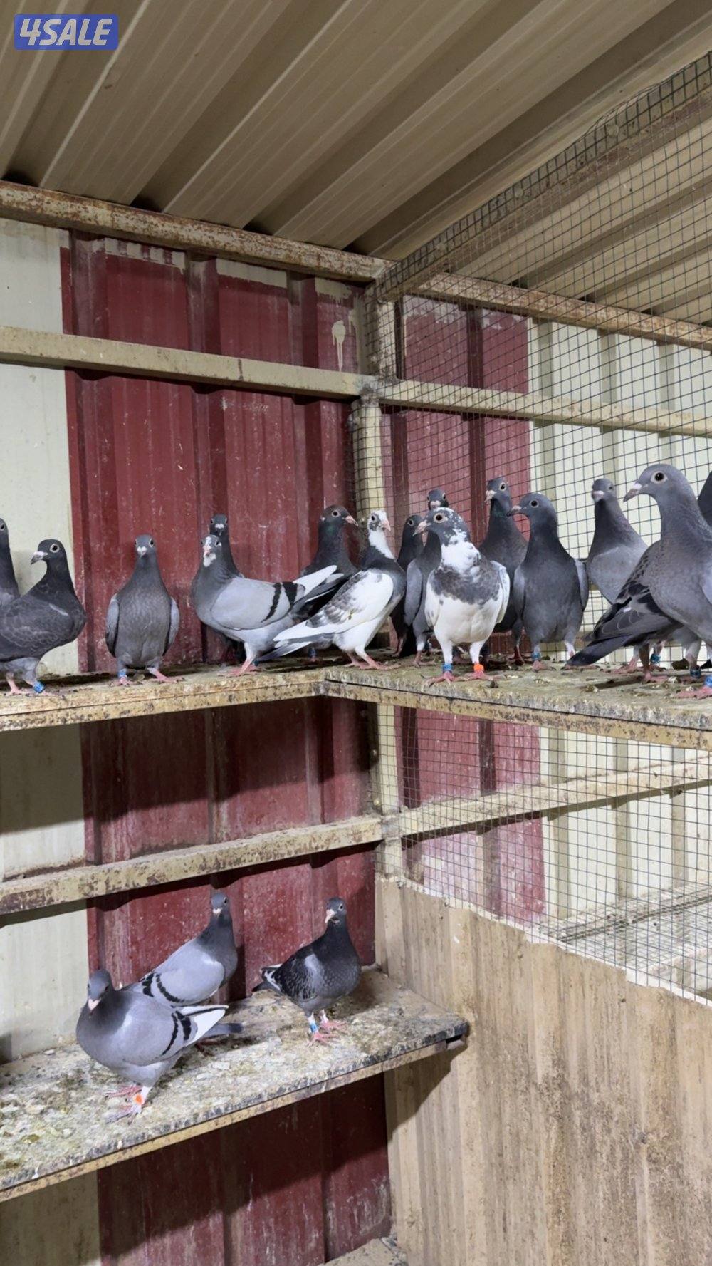 البيع على طبات زاجل و ازواج سباق2