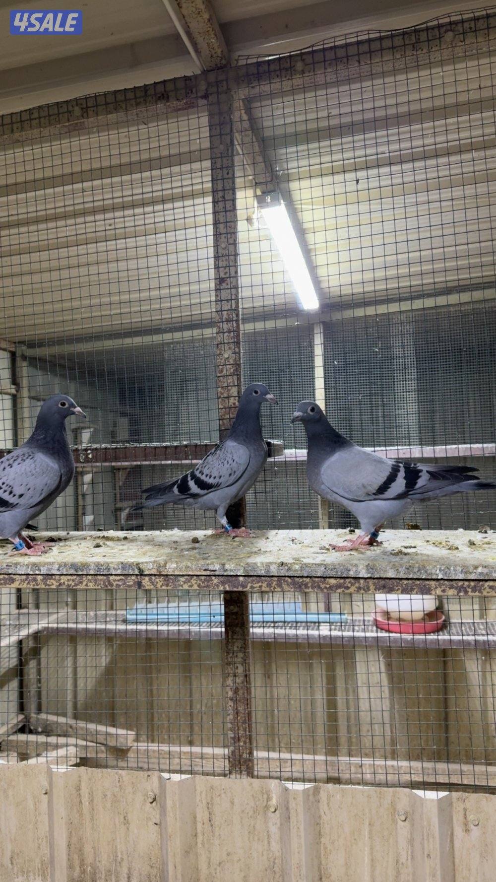 البيع على طبات زاجل و ازواج سباق3