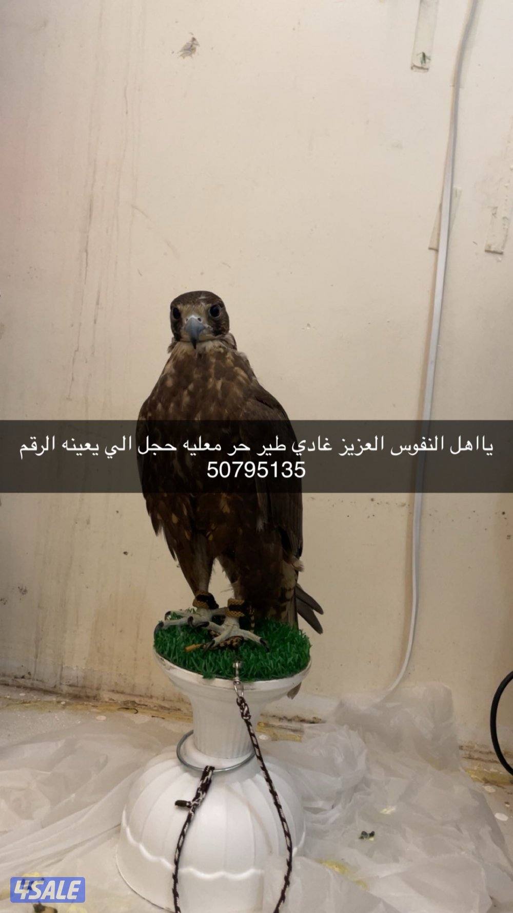 يااهل النفوس الغزيز غادي الي طير حر في الجهراء0