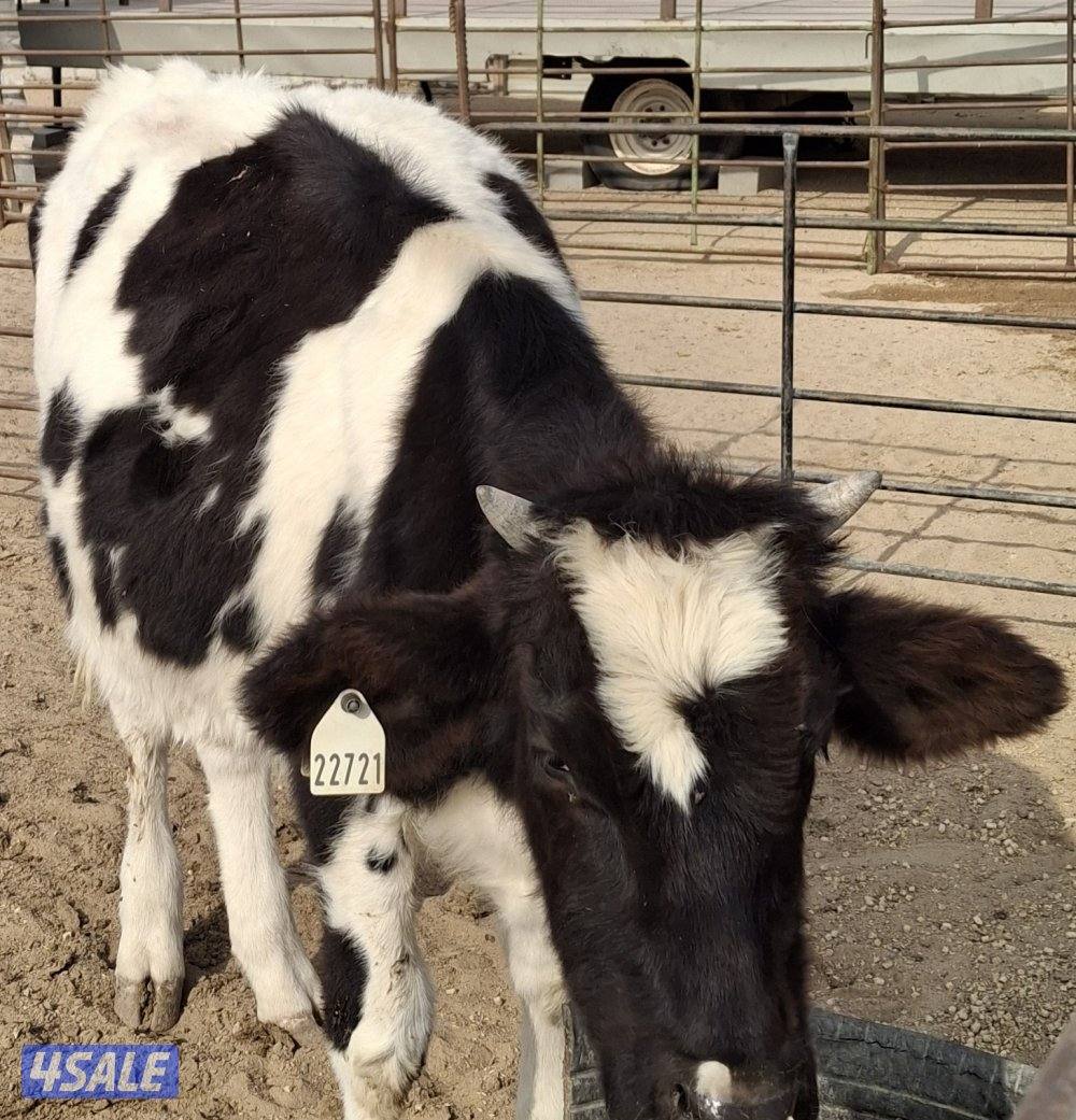 للبيع بقره عمرها سنه1