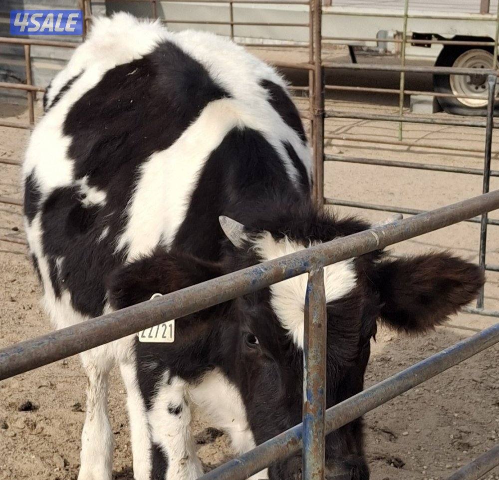 للبيع بقره عمرها سنه2