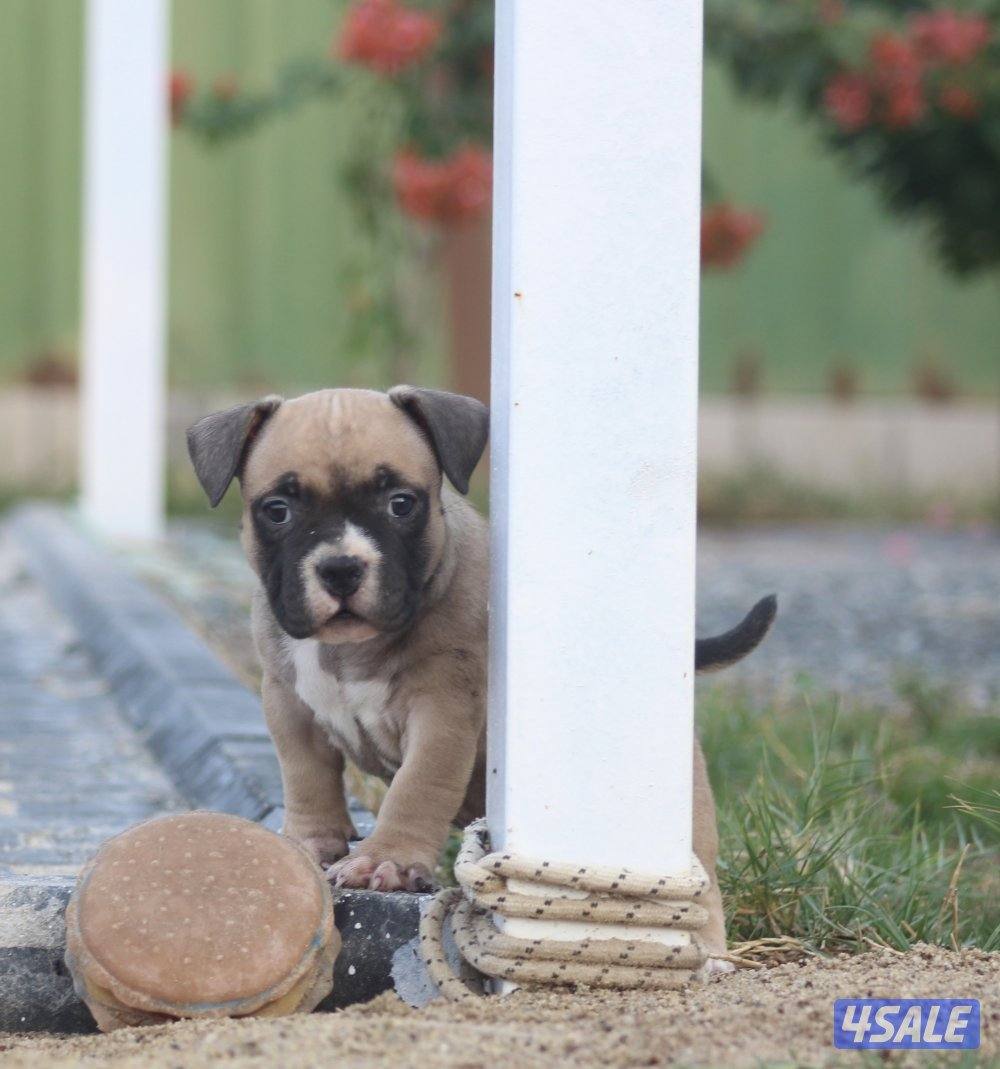 للبيع امريكان بولي شهرين0